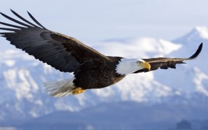 bald-eagle-flight
